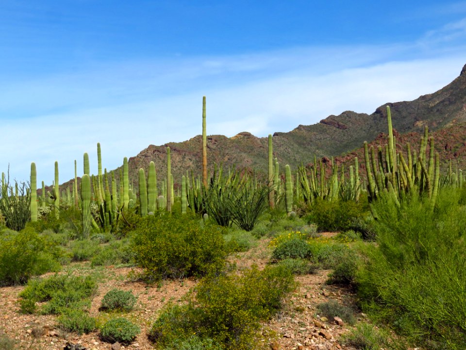 Organ Pipe Cactus NM in AZ