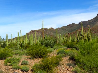 Organ Pipe Cactus NM in AZ