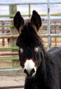 5260  2 Year Old Brown Gelded Jack (2)