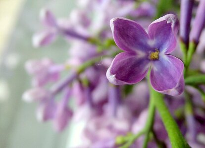 Lilac flower nature photo