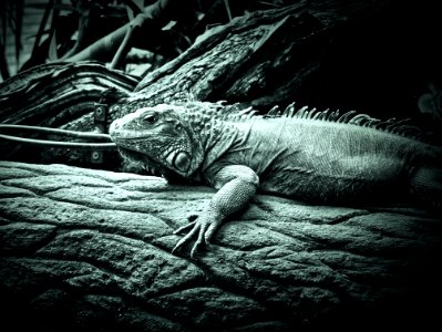 Iguana photo