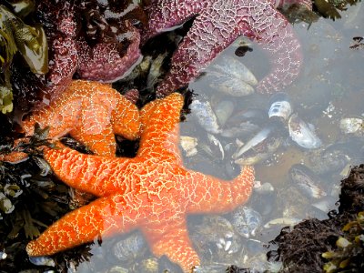 Starfish at Yaquina Head in Newport, Oregon