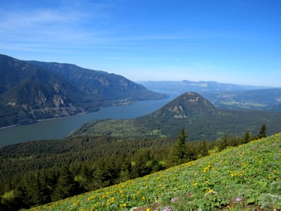 Dog Mountain Trail in Washington