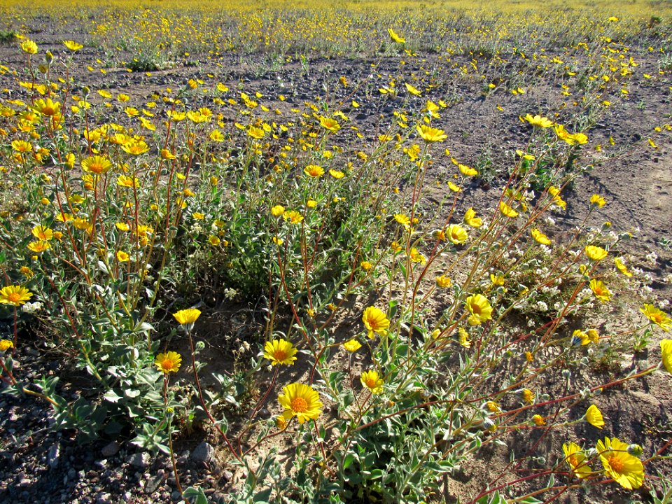 Wildflower Super Bloom at Death Valley NP in CA