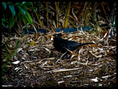 Blackbird photo