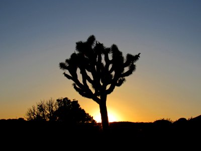 Sunset at Joshua Tree NP in California photo