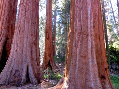 Sequoia NP in CA photo