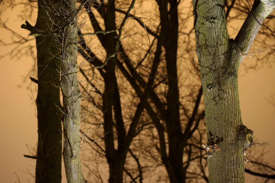 Outdoor forest natural
