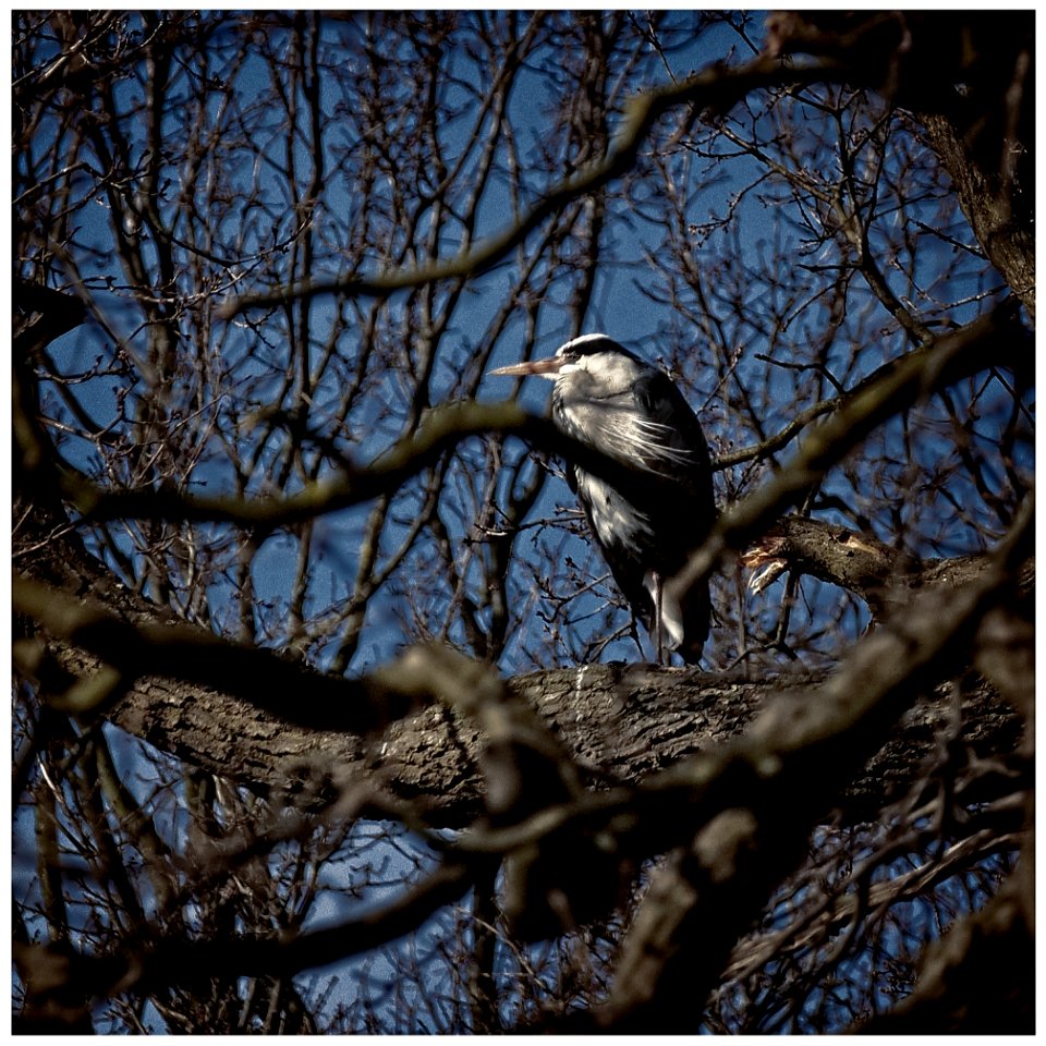 Heron in the Wind photo