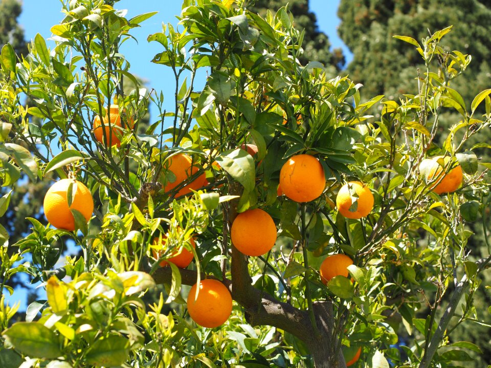 Citrus fruits tree leaves