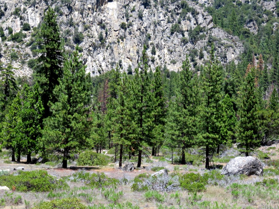 Cedar Grove at Kings Canyon NP in CA