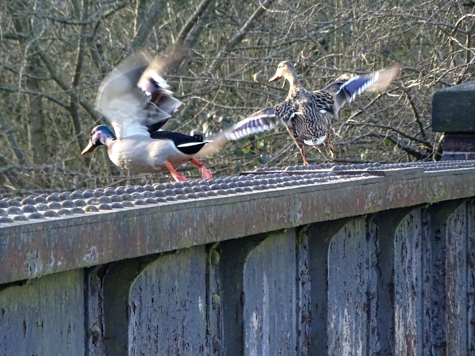 Uninvited Guests