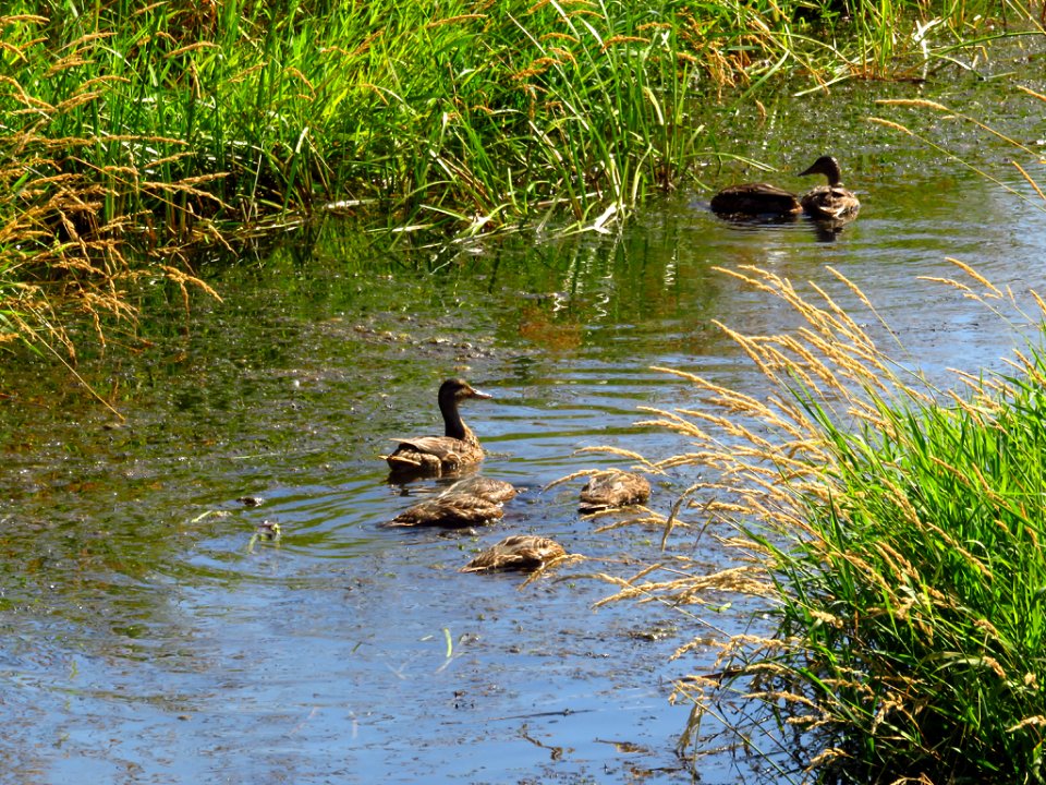 Ducks at Steigerwald Lake NWR in WA