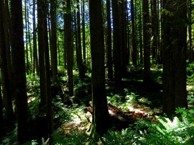 Larch Mountain in Oregon