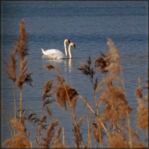 Swan Lake - Encore photo