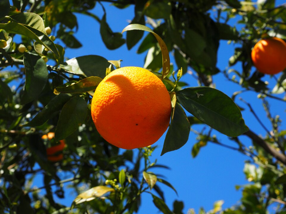 Citrus fruit tree evergreen
