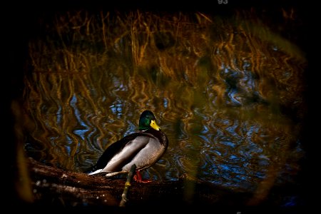 Wild Duck ♂️- Anas platyrhynchos photo