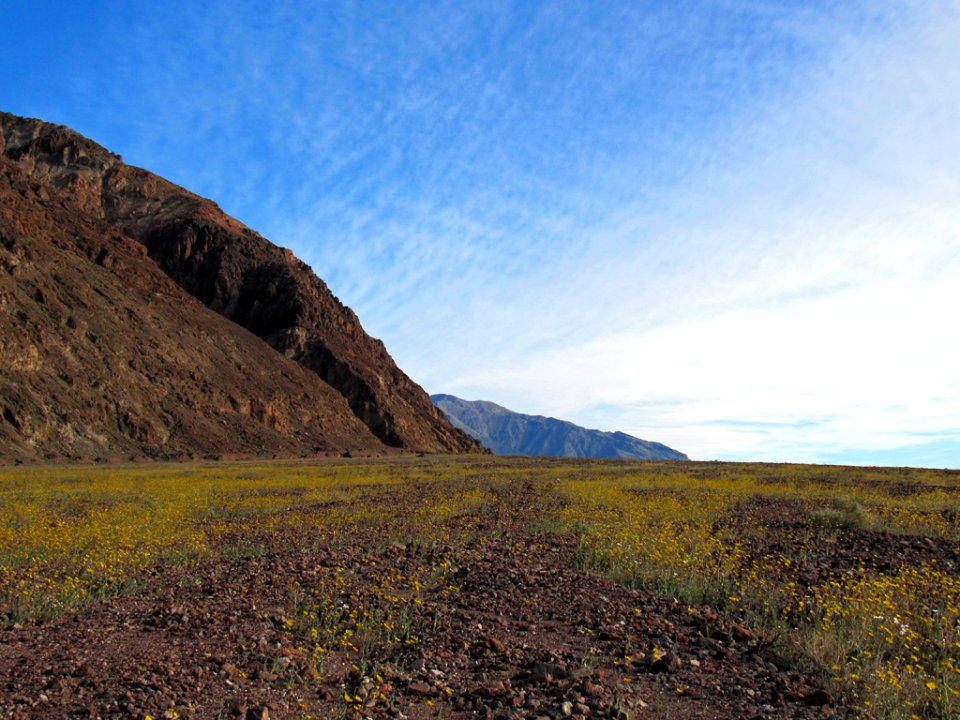 Wildflower Super Bloom at Death Valley NP in CA