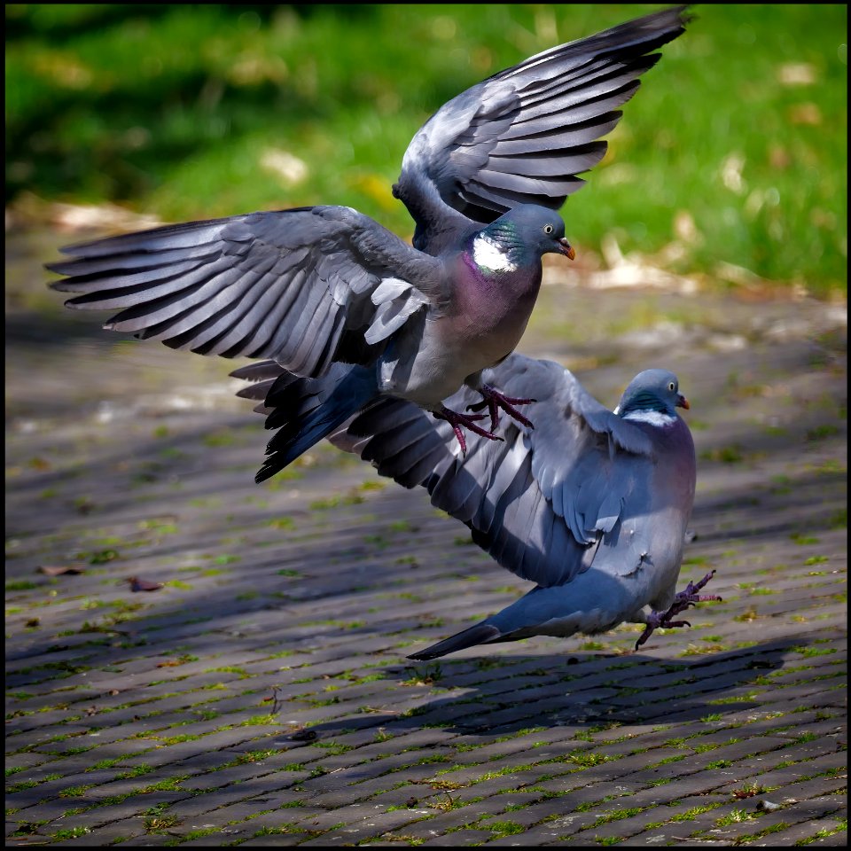 A Dance of Pigeons photo