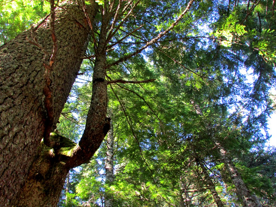 Larch Mountain at Columbia River Gorge in OR