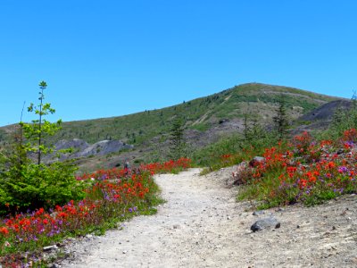Wildflowers at Mt. St. Helens NM in WA