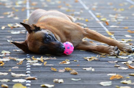 Dog with ball sweet wooden bridge photo