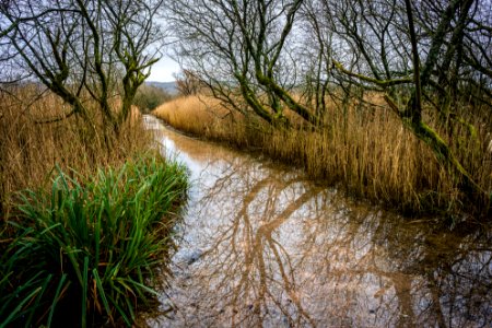 Flooded Path photo