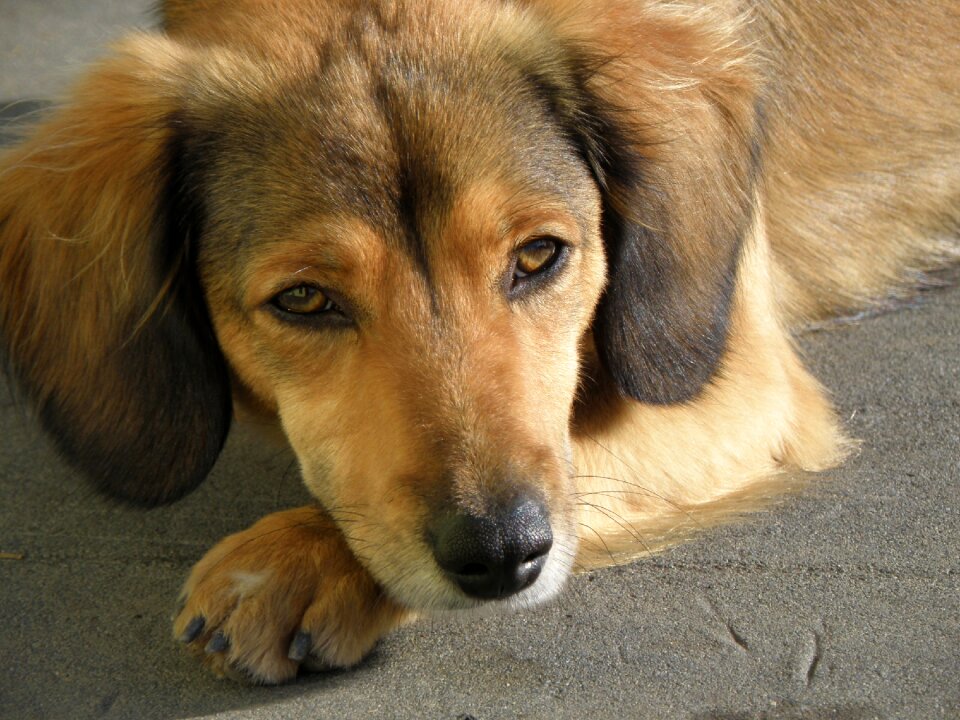 A hybrid snout eye