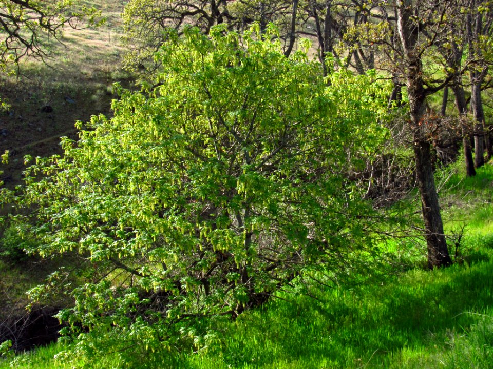 Crawford Oaks Trail at Columbia Hills SP in WA