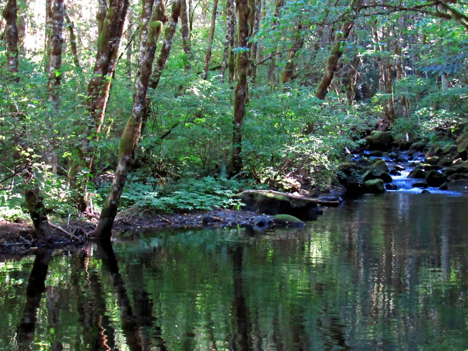 Falls Creek Falls Trail at Gifford Pinchot NF in WA