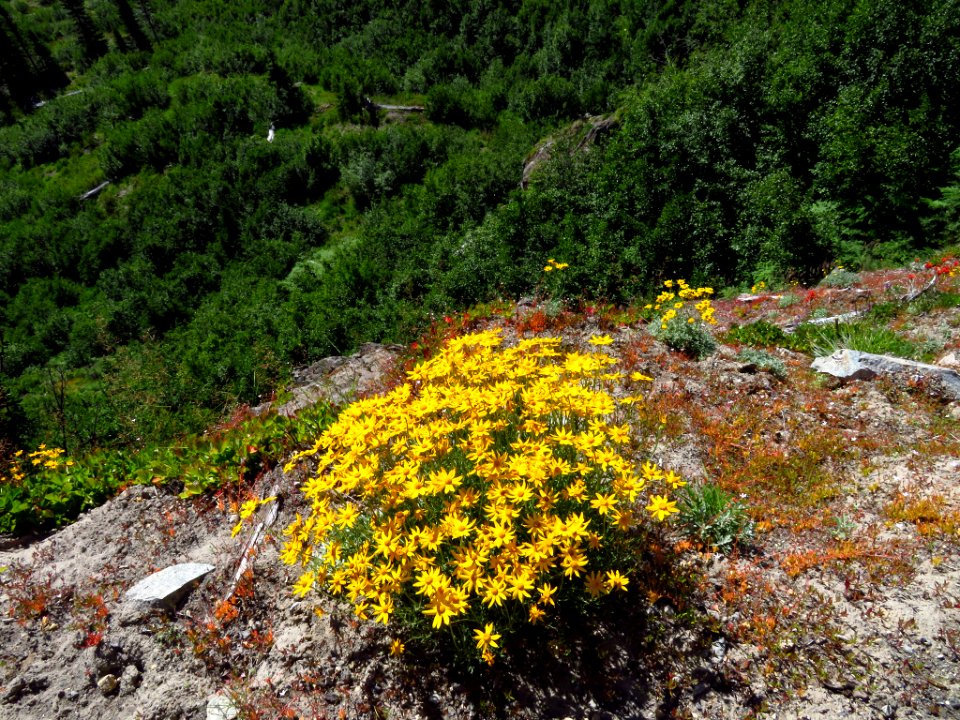 Lakes Trail at Mt. Margaret Backcountry in WA