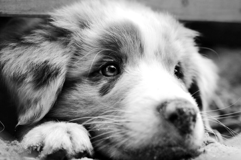 Puppy closeup makro