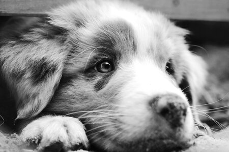 Puppy closeup makro