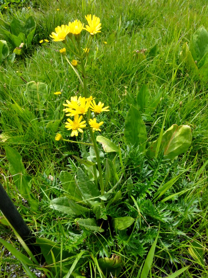 サワオグルマ[沢小車][Senecio pierotii]-全体