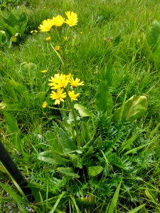 サワオグルマ[沢小車][Senecio pierotii]-全体
