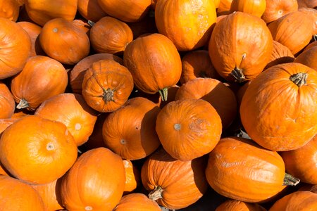 Cucurbita maxima orange huge