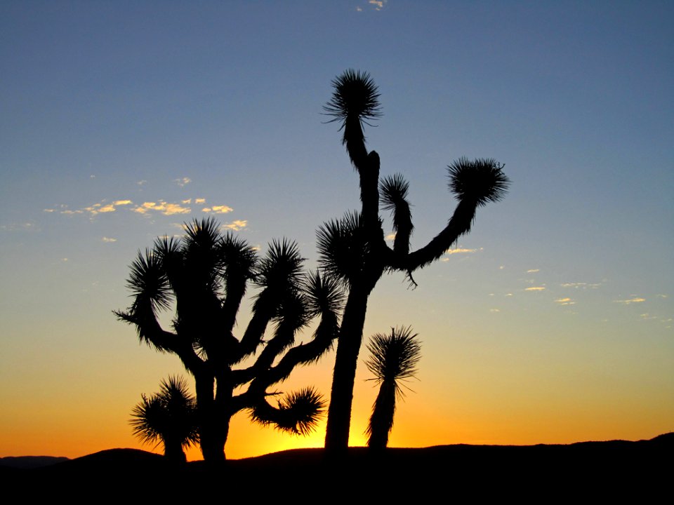 Sunrise at Joshua Tree NP in CA