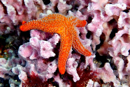 GRNMS - sea star on sponge photo