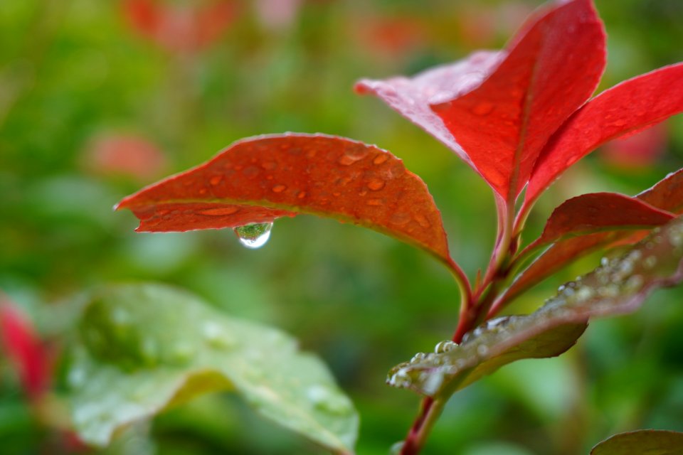 Waterdrops at Kiyomizu-dera temple