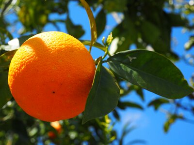 Citrus fruit tree evergreen