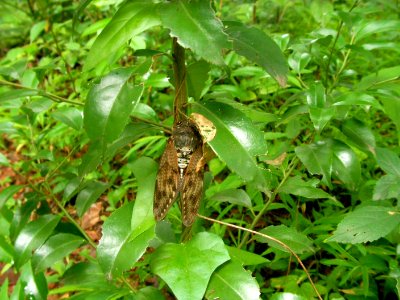 アブラゼミ [油蟬] [Large Brown Cicada] [Graptopsaltria nigrofuscata]