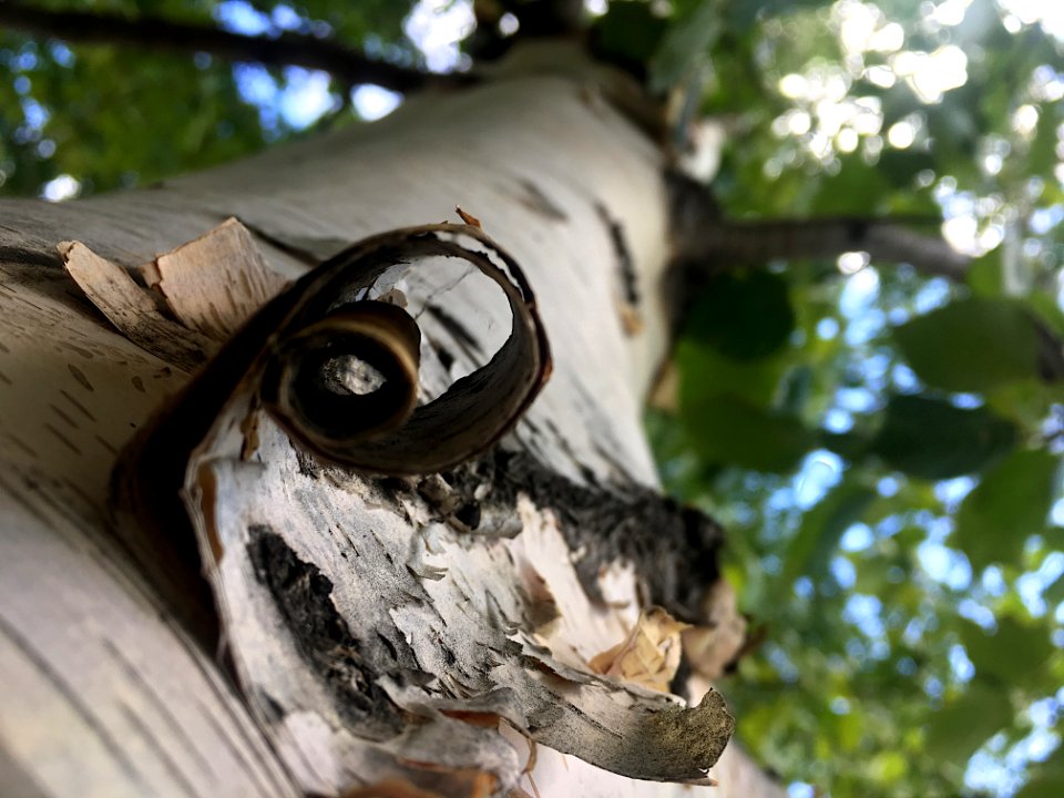 A Peeling