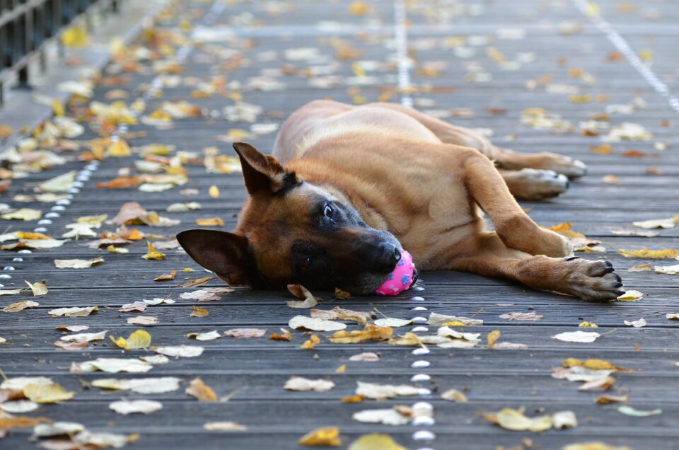 Dog with ball sweet wooden bridge photo