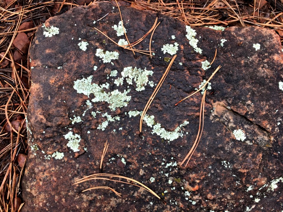Lichen Messages