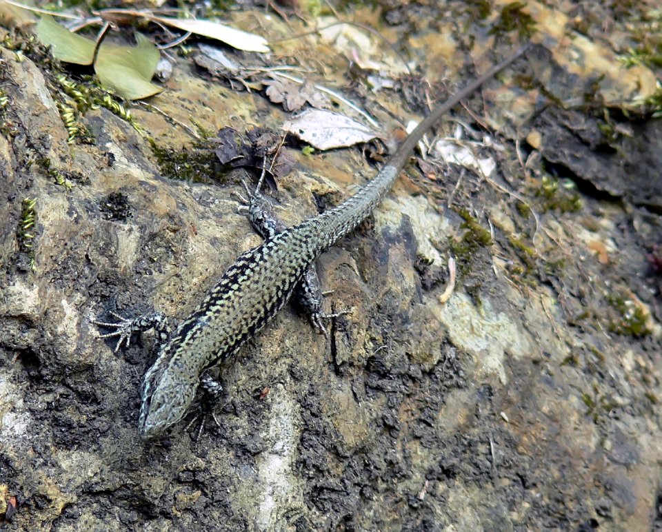 Lizard - Hagedis