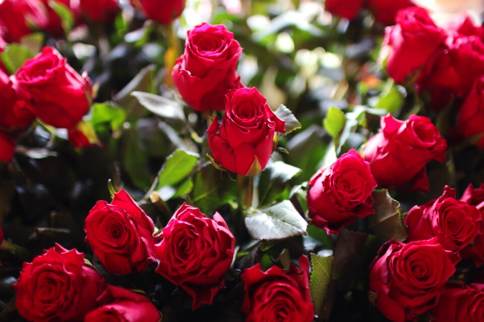 Red roses flowers