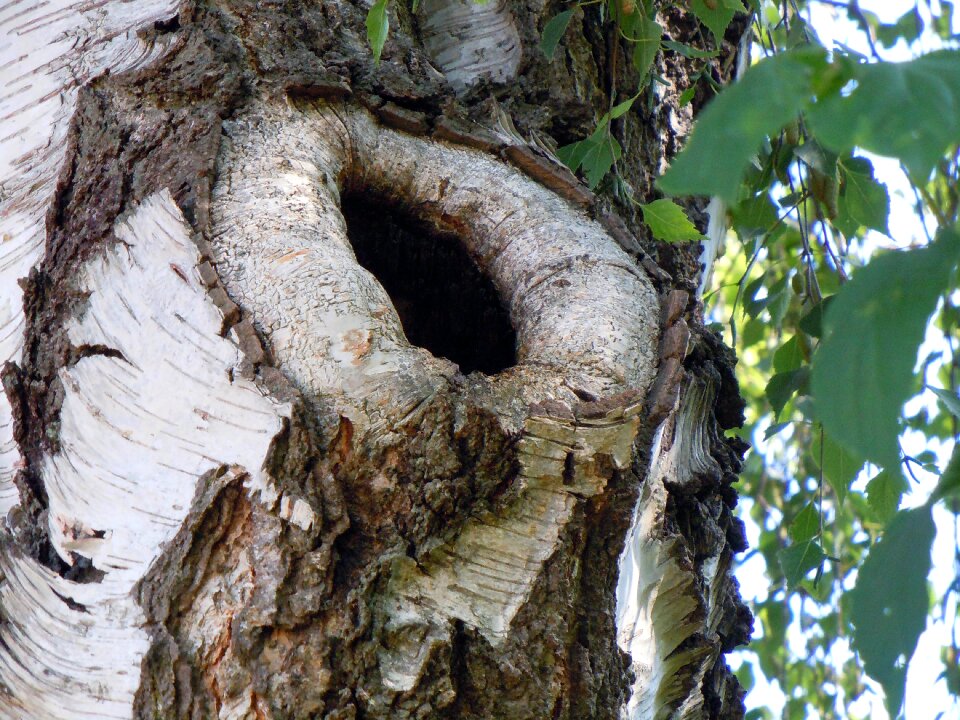 Birch tree hole nature