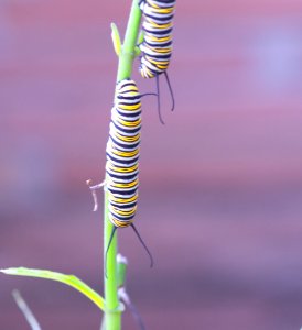 Catepillars!!!!!!