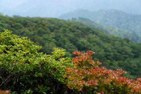 Mt. Gozaisho