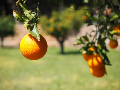Citrus fruit tree evergreen